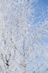 Frozen branches on a tree against a blue sky