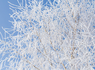 Frozen branches on a tree against a blue sky