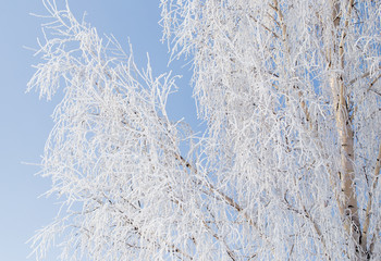 Frozen branches on a tree against a blue sky