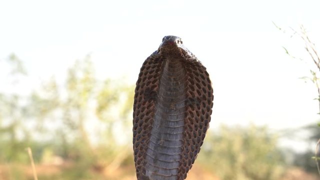Indian cobra in Pushkar, India. Cobra snake close up portrait.