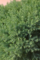 Fototapeta premium Juniperus chinensis.The top of the bush receives bright morning sunlight, ornamental gardens
