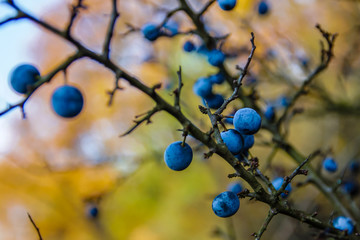 Blackthorn fruits on the tree in the autumn colors in garden, Austria