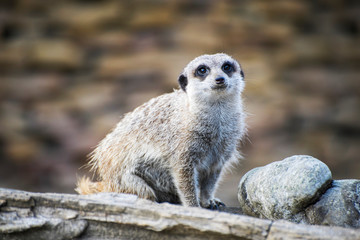 Fototapeta premium Meerkat sitting on the wooden log looking around.