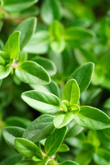 close up of fresh thyme leaves
