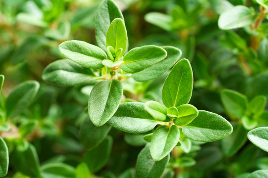 close up of fresh thyme leaves