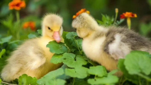 Cute domestic gosling walking in green grass outdoor