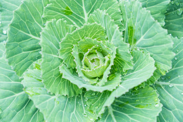 Close up.natural fresh green cabbage (Ornamental Kale) with dew drops for texture.