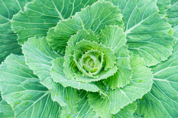 Close up.natural fresh green cabbage (Ornamental Kale) with dew drops for texture.