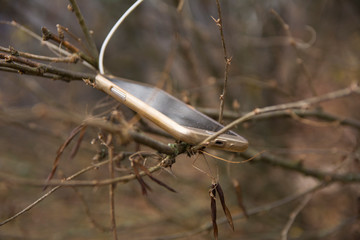 Phone hangs that tree branch blurred background