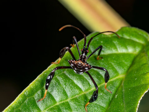 Leaf-footed bBug ninph