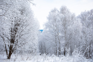 Beautiful winter landscape. Trees stand in the snow