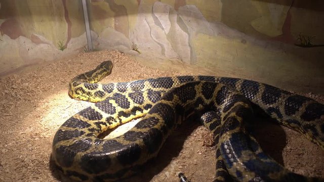 Odessa, Ukraine - 24th of June, 2017: 4K At the exhibition of dangerous snakes - Paraguayan anaconda in terrarium turns its head