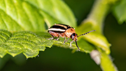 Pigweed Flea Beetle