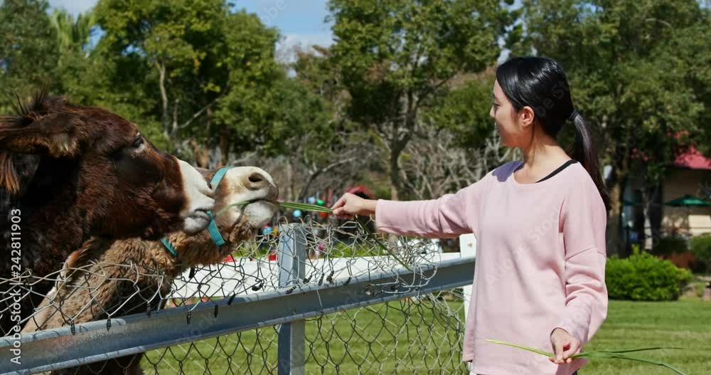 Wall mural Woman feed Donkey in the farm