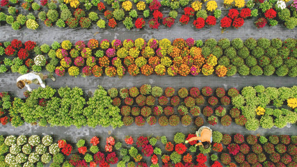Flower field from above
