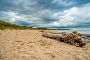 A tree trunk under a dramatic sky at Cocklawburn Beach near Berwick-upon-Tweed in Northumberland, England, UK