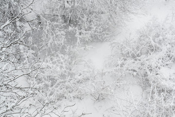tree branches, bushes, grass covered with snow, top view