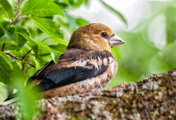 Vogel