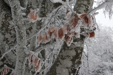 Branchage pris dans le givre