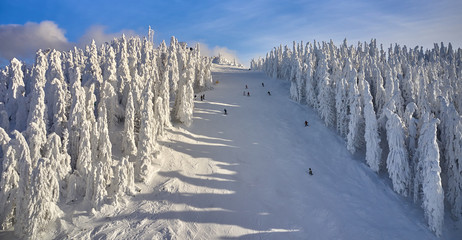 Aerial view over the spectacular ski slopes in the Carpathians mountains, Panoramic view over the ski slope Poiana Brasov ski resort in Transylvania,Romania,Europe,Pine forest covered in snow 