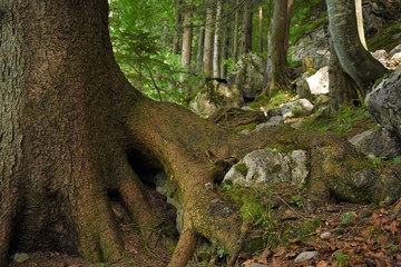 Obraz premium big tree roots in the forest in the highlands
