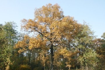 Fototapeta premium Golden autumn beautiful nature