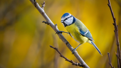 Blaumeise