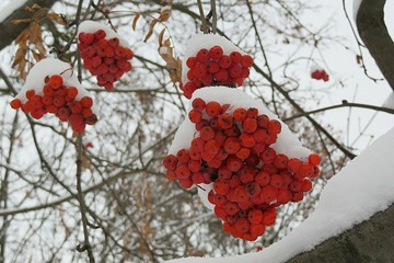 Rowan berries covered with snow in winter season 
