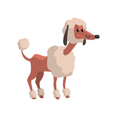 Cute poodle dog, funny pet character, furry human friend vector Illustration