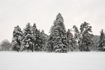 Spruce trees covered with snow