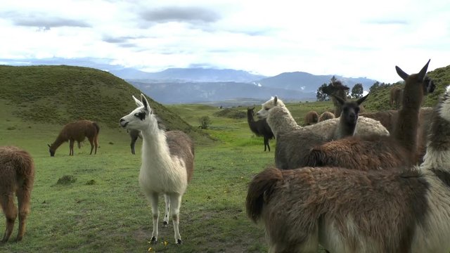 An alpaca (Vicugna pacos) is a domesticated species of South American camelid. It resembles a small llama in appearance. There are two breeds of alpaca; the Suri alpaca and the Huacaya alpaca. The lla