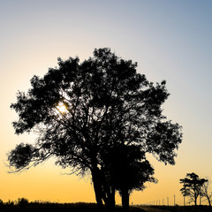 Fototapeta na wymiar Lime tree on a sunset background. Black silhouette of a tree.