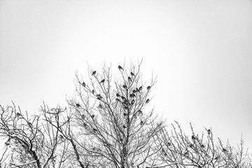 Obraz premium birds on the tree 