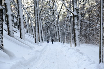 snowy road in winter forest