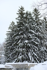 snow covered tree