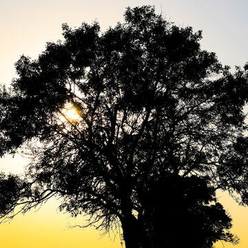 Lime tree on a sunset background. Black silhouette of a tree.