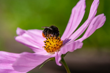 Steinhummel