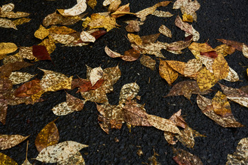 Autumn Leaves on Asphalt Ground
