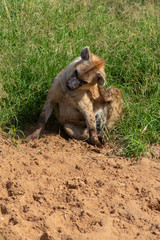 Hyena scratching head in the sand and grass.