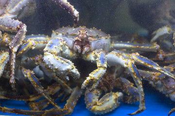 Aquarium's Snow Crab