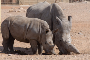 Naklejka premium A mother and baby rhinoceros walk together in the sand in the desert. 