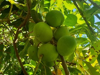 mango tree with fruits 