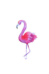 Watercolor hand drawn pink flamingo