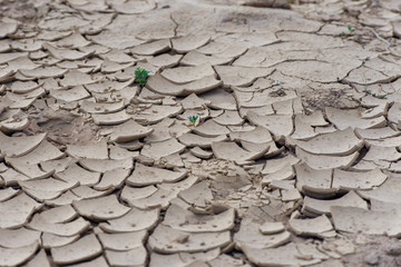 Green life sprouts in dry, arid desert of cracked mud looking like broken pottery in the Middle East, Oman.