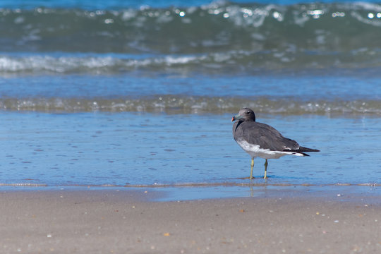 Sooty Gull standing on the shore of the beach in Muscat, Oman.