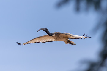 Obraz premium A Sacred Ibis flying through the blue sky showing off its black curved beak and white wings. 