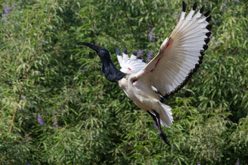 Sacred Ibis takes off showing beautiful white wings and green plant background.