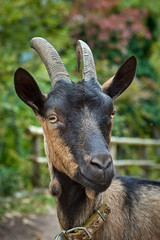 Domestic goat in the farm