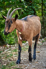 Domestic goat in the farm