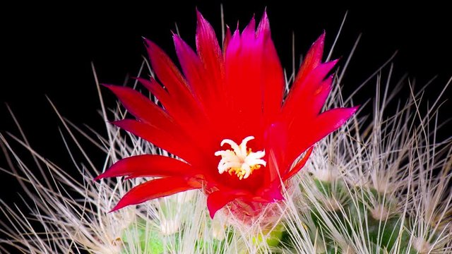 Time-Lapse of beautiful cactus or cacti flowers which are in their colorful blooming on black background. Timelapse opening red Parodia penicillata.